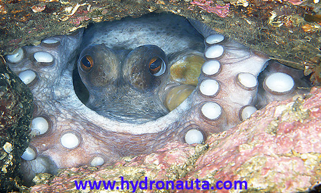Octopus vulgaris